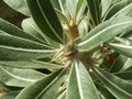 vignette pachypodium inopinatum? ramification aprs floraison