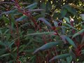 vignette Rhododendron lutescens beaut du feuillage autre vue au 30 08 10