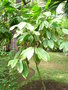 vignette Theobroma cacao