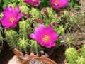 vignette Echinocereus en fleurs
