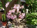 vignette Amaryllis belladonna