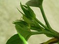 vignette insecte vert sur hibiscus