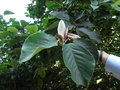 vignette Magnolia delavayi