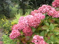 vignette Hydrangea macrophylla