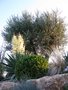 vignette Buis, Yucca Gloriossa variegata sur fond d'Olivier