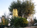 vignette Buis, Yucca Gloriossa variegata sur fond d'Olivier
