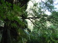 vignette Jardin sylvestre/Trachycarpus