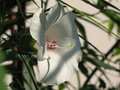 vignette Hibiscus dasycalyx