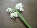 vignette Allium triquetrum (ail a trois cots)
