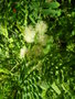 vignette Le jardin exotique - Mimosa en fleurs