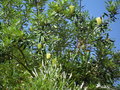 vignette Le jardin exotique - Banksia ashbyi