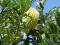 vignette Le jardin exotique - Banksia ashbyi