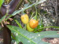 vignette Le jardin exotique - Solanum laciniatum