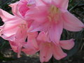 vignette Le jardin exotique - Amaryllis belladonna