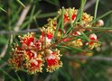 vignette Callistemon brachyanthus   / Myrtaces   / Australie