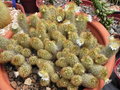 vignette Mammillaria elongata