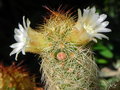 vignette Mammillaria elongata