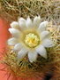 vignette Mammillaria elongata