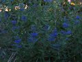 vignette Caryopteris clandonensis kew blue au 03 09 10