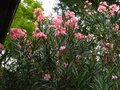 vignette Nerium oleander grande fleur rose simple au 06 09 10