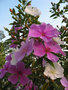 vignette Tibouchina pulchra nana