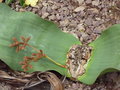 vignette Welwitschia mirabilis  - mle