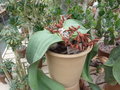 vignette Welwitschia mirabilis  - mle