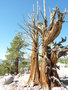 vignette Olmsted Point  Yosemite National Park ( Pinus longaeva - Pin de Bristlecone)