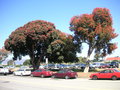 vignette Corymbia ficifolia = Eucalyptus ficifolia