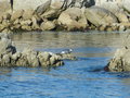 vignette Phoque  Monterey