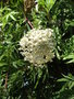 vignette Lyonothamnus floribundus ssp. asplenifolius