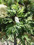 vignette Lyonothamnus floribundus ssp. asplenifolius