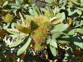 vignette Chrysolepis chrysophylla