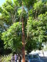 vignette Jacaranda mimosifolia = Jacaranda ovalifolia