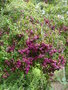 vignette Syzygium paniculatum = Eugenia paniculata = Eugenia myrtifolia