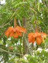 vignette Passiflora parritae