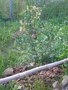 vignette poncirus trifoliata