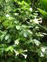 vignette Portlandia grandiflora