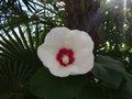 vignette Hibiscus spontan sans nom (2 eme fleur )