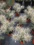 vignette Cylindropuntia rosea