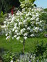 vignette Plumbago capensis var. alba - Plumbago blanc du Cap, Dentelaire ..