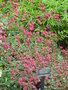 vignette Eriogonum latifolium grande var. rubescens
