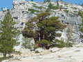 vignette Olmsted Point  Yosemite National Park ( Pinus longaeva - Pin de Bristlecone )