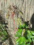 vignette Hibiscus coccineus