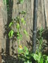 vignette Hibiscus coccineus