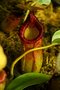 vignette Nepenthes ventricosa x ephippiata