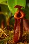 vignette Nepenthes ventricosa x trusmadiensis