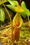 vignette Nepenthes x trusmadiensis