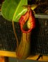 vignette Nepenthes truncata x trusmadiensis