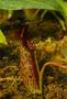 vignette Nepenthes spectabilis x lowii